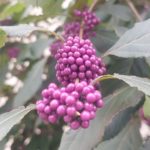 Comentario al evangelio 09.11.2025